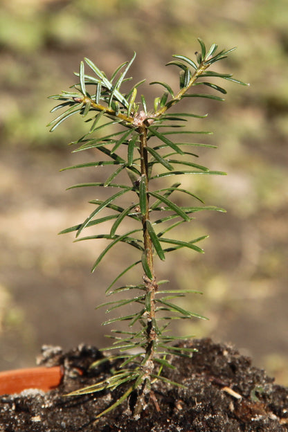 Grand Fir – Bundle of 5 Bare Root Plants