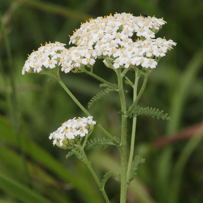 Common Yarrow – Bundle of 5 Potted Plants