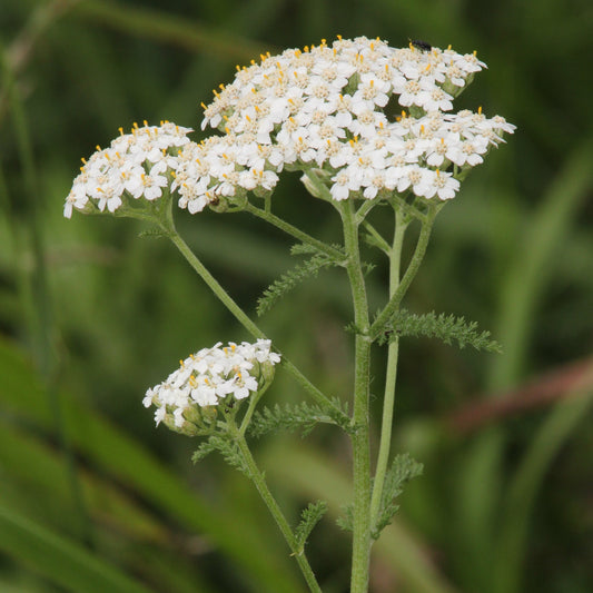 Common Yarrow – Bundle of 5 Potted Plants