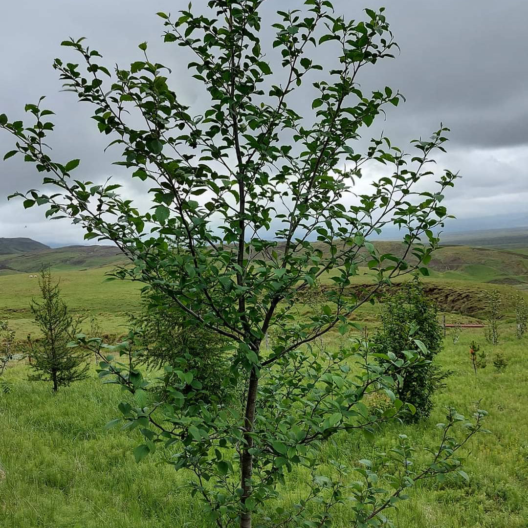 Red Alder – Bundle of 5 Miniplugs