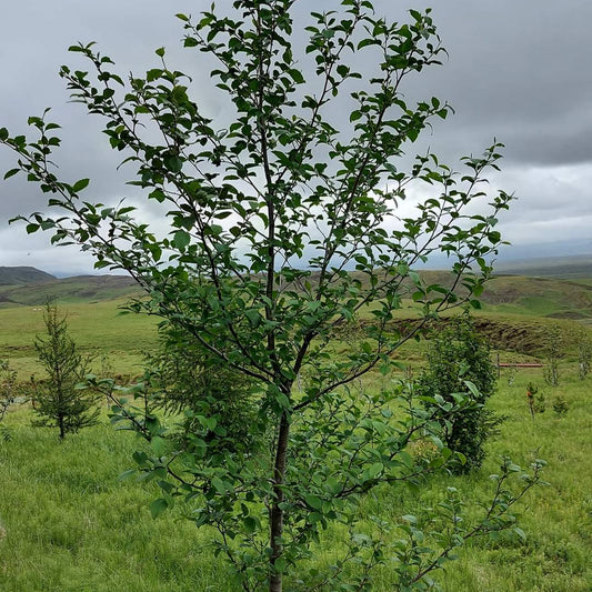 Red Alder - Paquete de 5 plantas a raíz desnuda