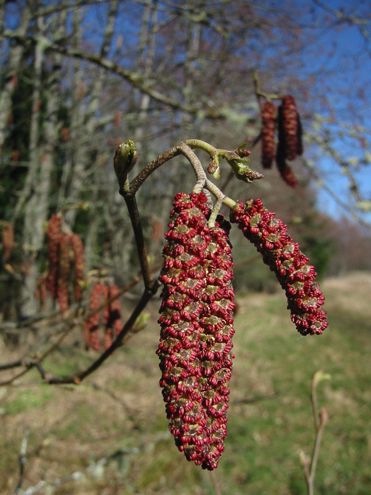 Red Alder – Bundle of 5 Miniplugs