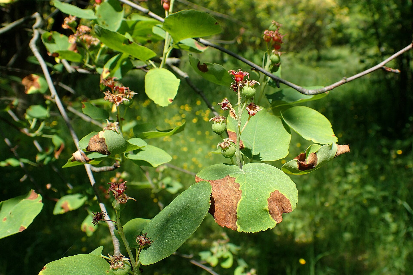 Serviceberry – Bundle of 5 Bare Root Plants