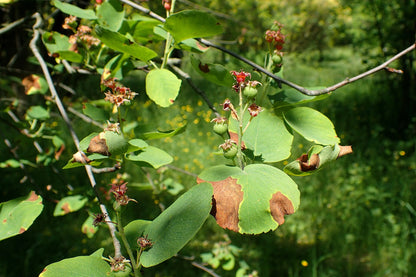 Serviceberry – Bundle of 5 Bare Root Plants