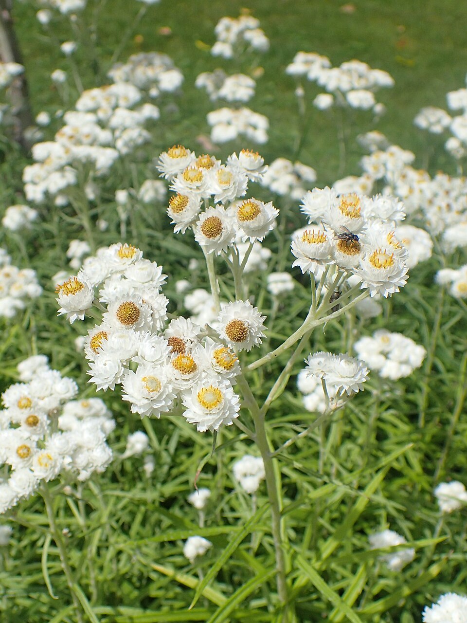 Pearly Everlasting—Bundle of 5 Potted Plants