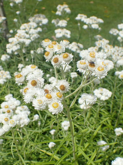 Pearly Everlasting—Bundle of 5 Potted Plants