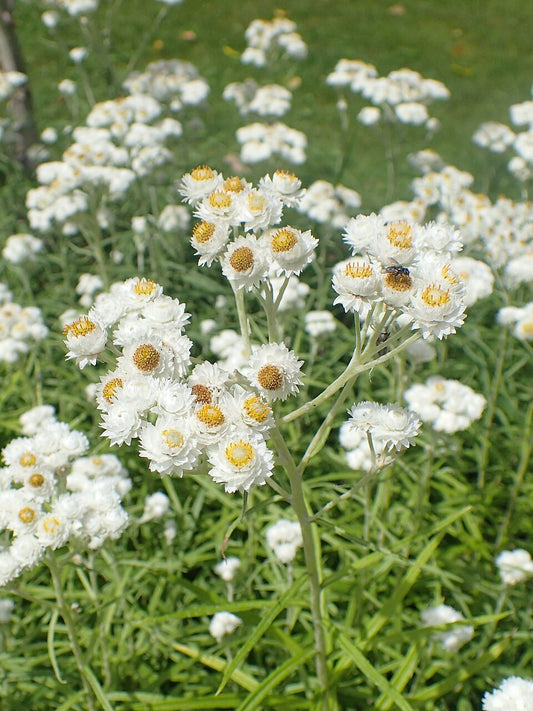 Pearly Everlasting—Bundle of 5 Potted Plants