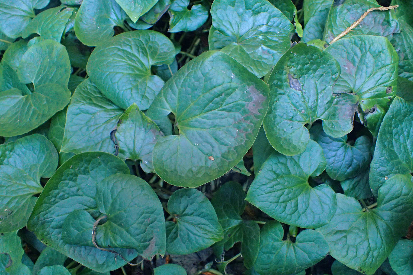 Wild Ginger – Bundle of 5 Bare Root Plants