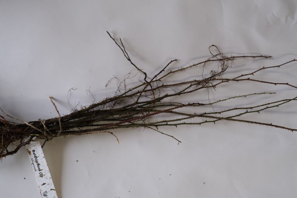 Baldhip Rose - Paquete de 5 plantas a raíz desnuda