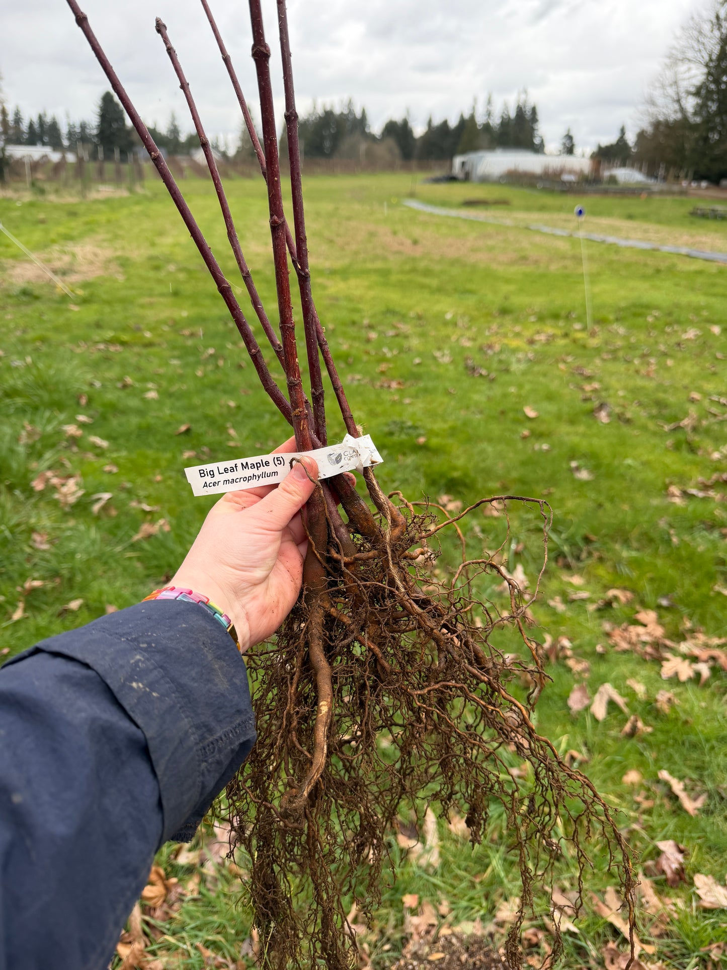 Bigleaf Maple – Bundle of 5 Bare Root Plants