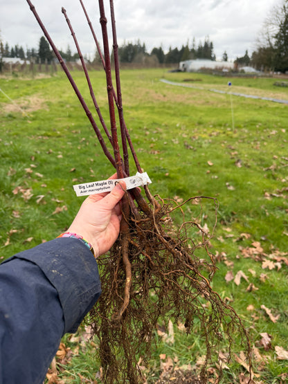 Bigleaf Maple – Bundle of 5 Bare Root Plants