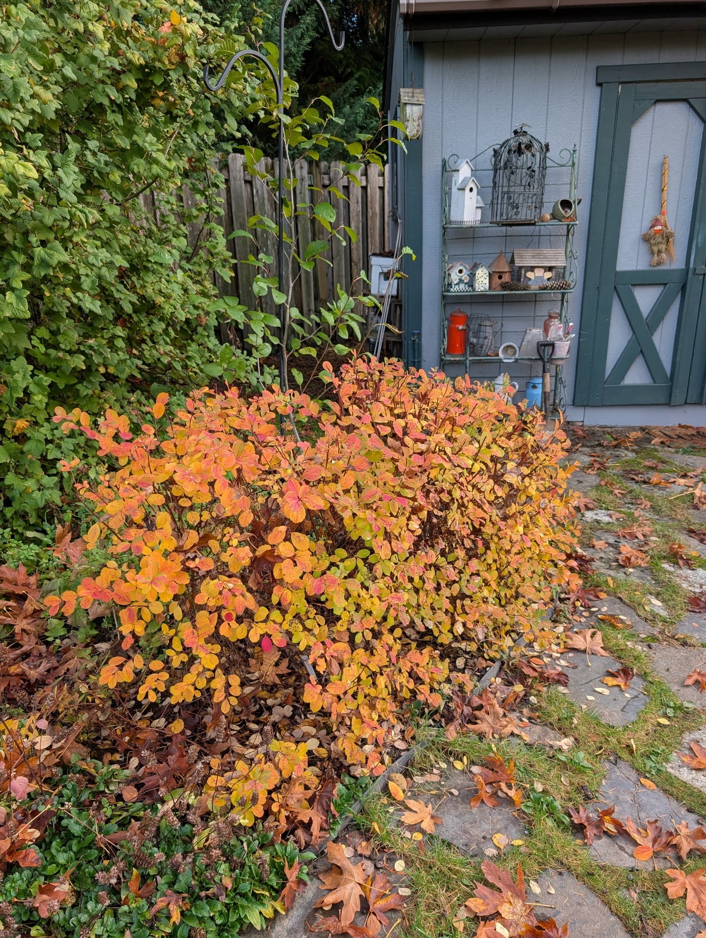 Birch-leaf Spirea – Bundle of 5 Bare Root Plants