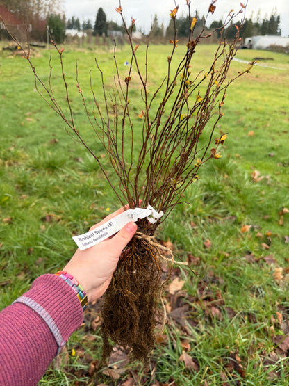 Birch-leaf Spirea – Bundle of 5 Bare Root Plants