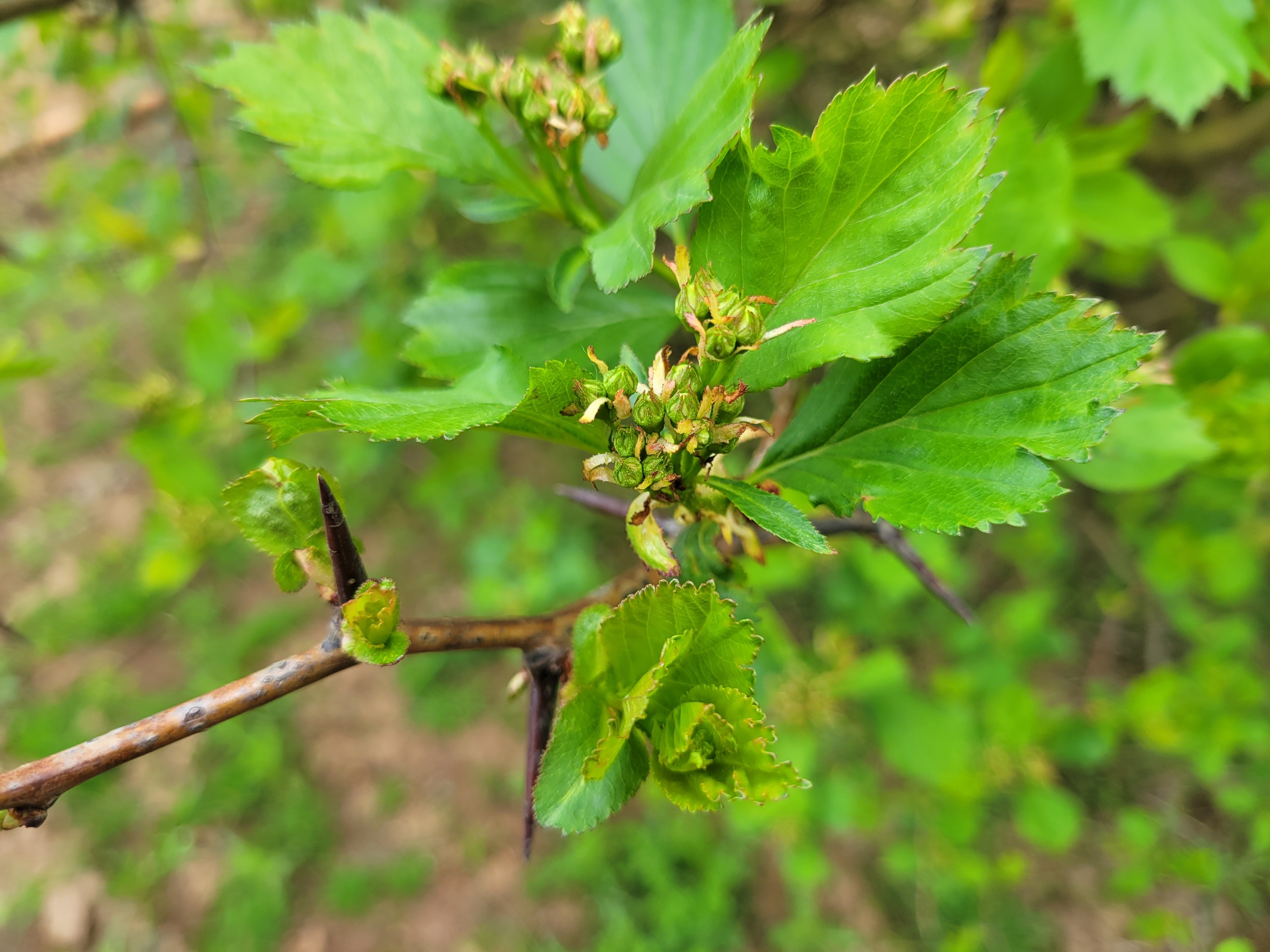 Black Hawthorn - Bundle of 5 bare root plants – Clark Conservation District