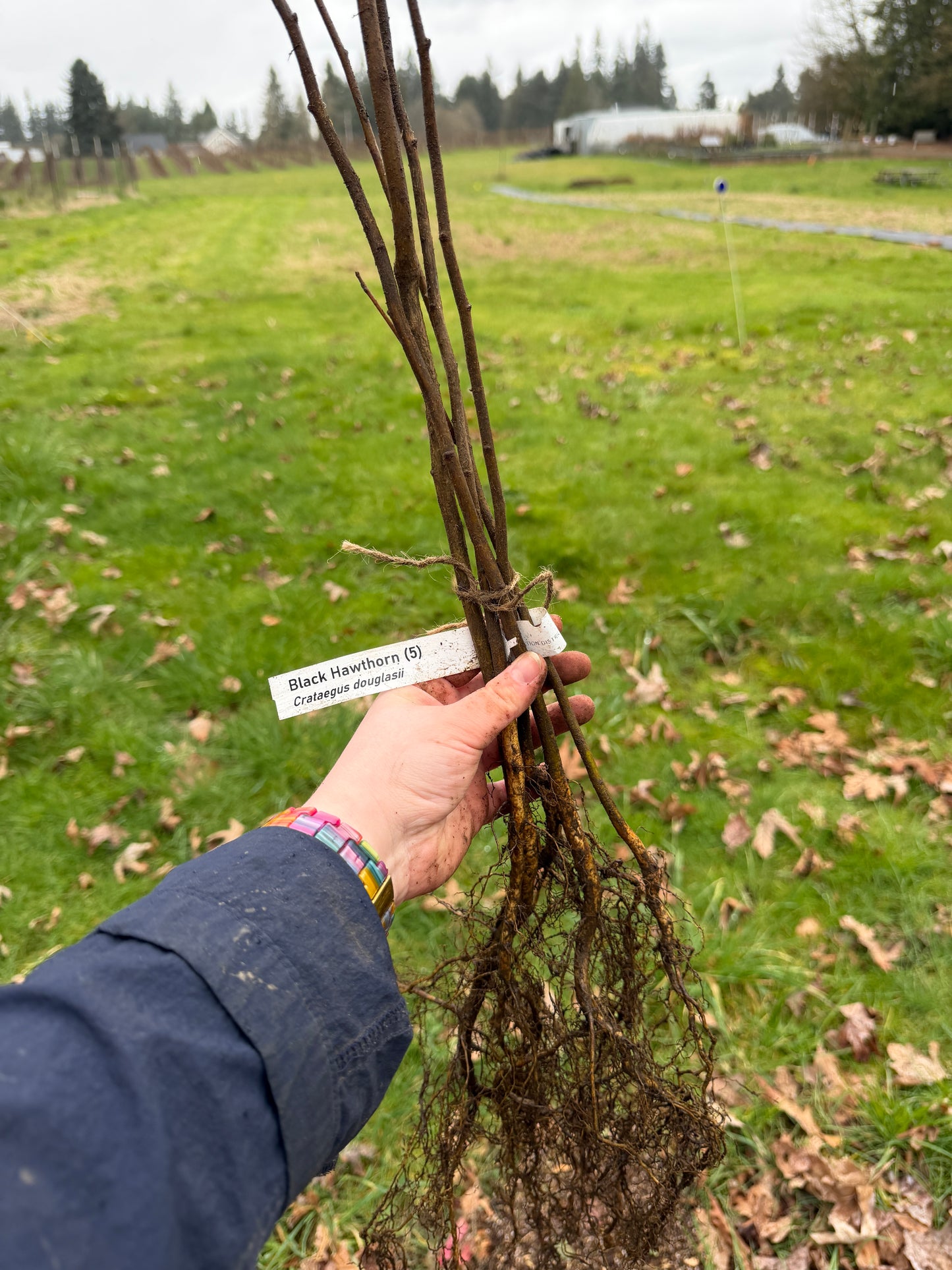Black Hawthorn - Bundle of 5 Bare Root Plants