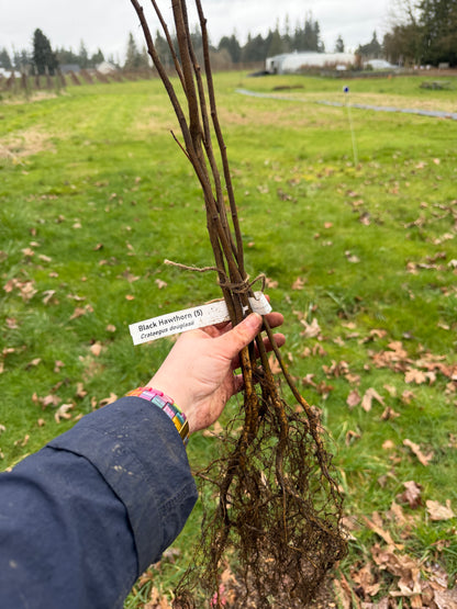 Black Hawthorn - Bundle of 5 Bare Root Plants