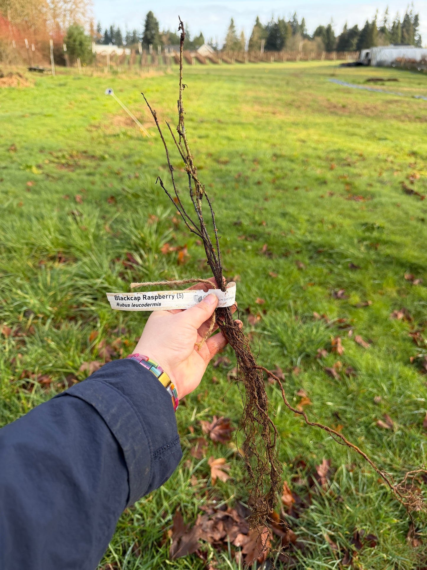 Blackcap Raspberry - Bundle of 5 Bare Root Plants