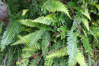 Deer Fern—Bundle of 5 Potted Plants