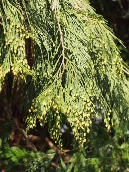 Incense Cedar – Bundle of 5 Bare Root Plants