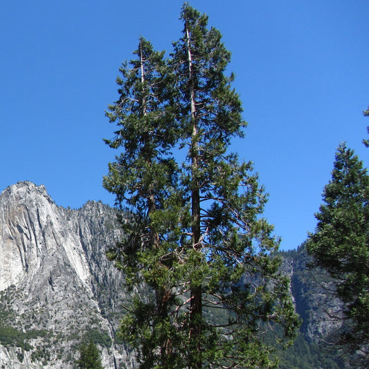 Incense Cedar – Bundle of 5 Bare Root Plants
