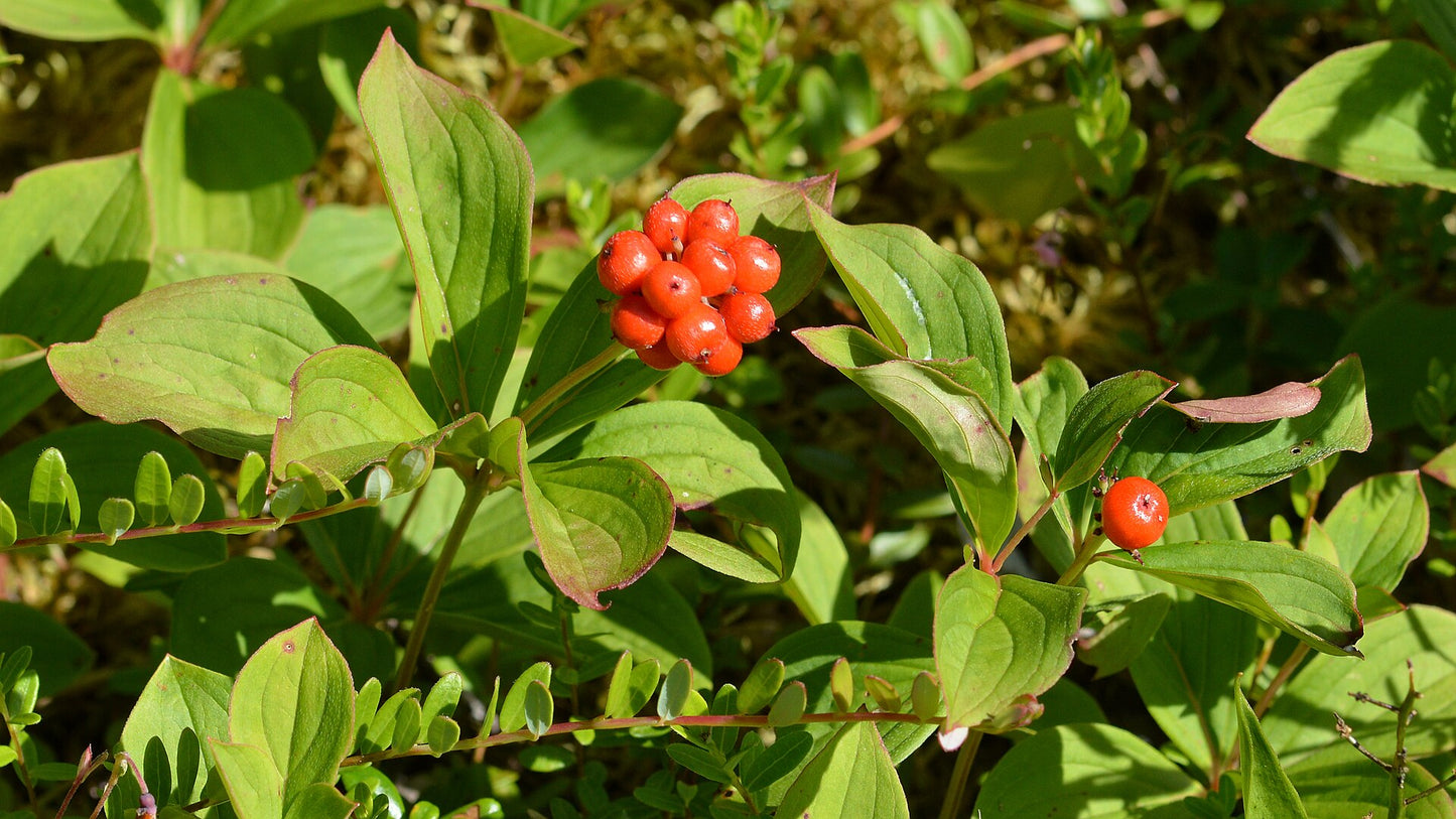 Bunchberry—Bundle of 5 Potted Plants