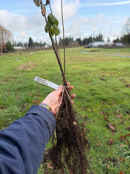 Cascara - Bundle of 5 Bare Root Plants