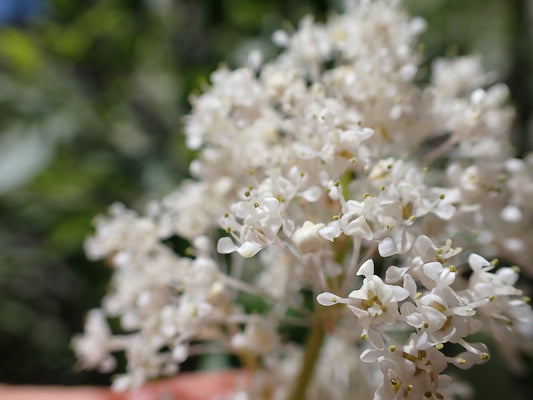 Red Stem Ceanothus—Bundle of 5 Bare Root Plants