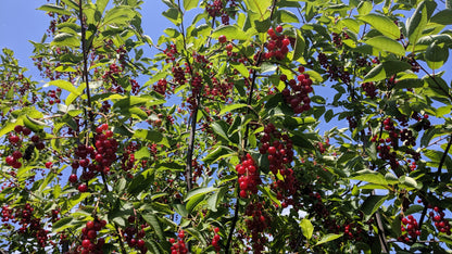 Chokecherry - Bundle of 5 Bare Root Plants