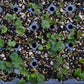 Meadow Checkermallow - bundle of 5 plants (pots)