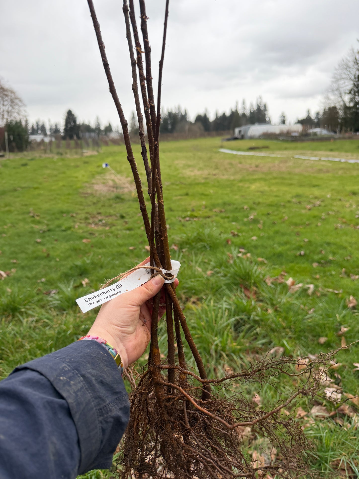 Chokecherry - Bundle of 5 Bare Root Plants