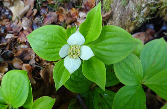 Bunchberry—Bundle of 5 Potted Plants