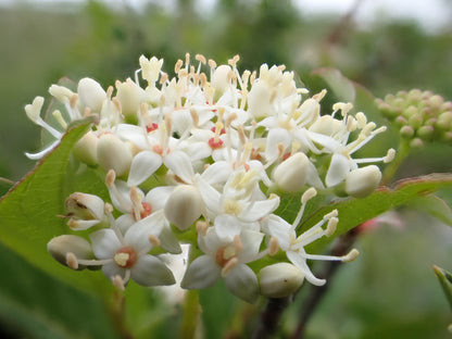 Red Mimbre Dogwood - paquete de 5 plantas