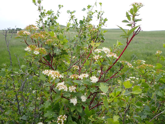 Red Mimbre Dogwood - paquete de 5 plantas