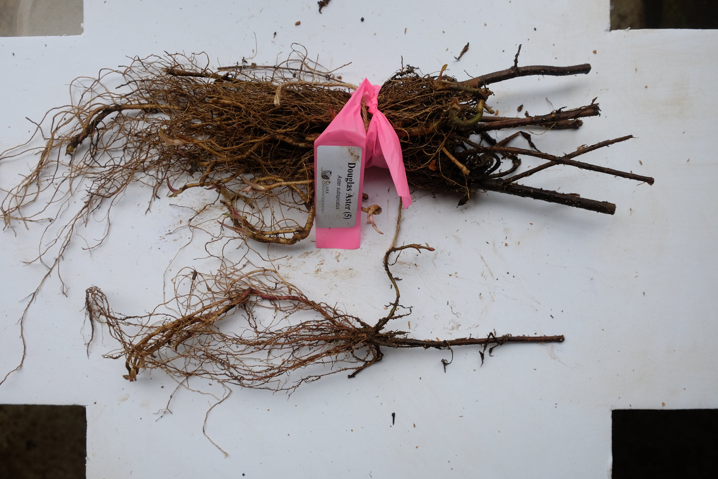 Дуглас Астер – комплект из 5 растений с голой корневой системой.