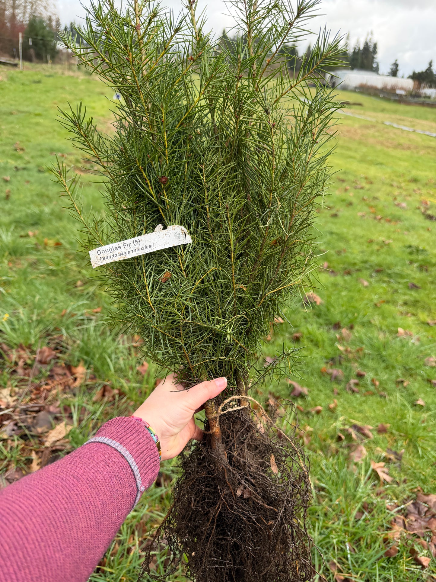 Douglas Fir – Bundle of 5 Bare Root Plants