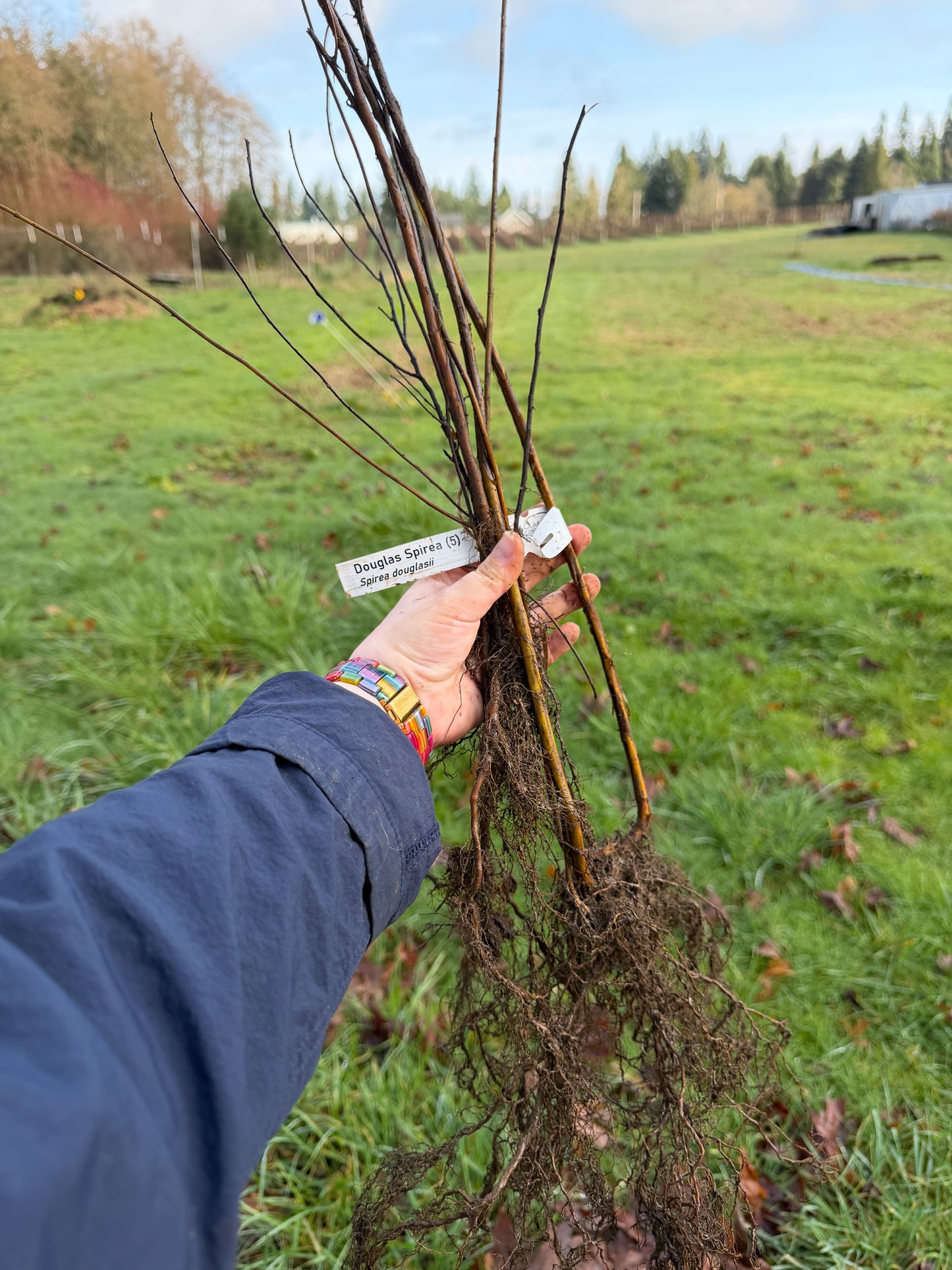 Douglas Spirea – Bundle of 5 Bare Root Plants