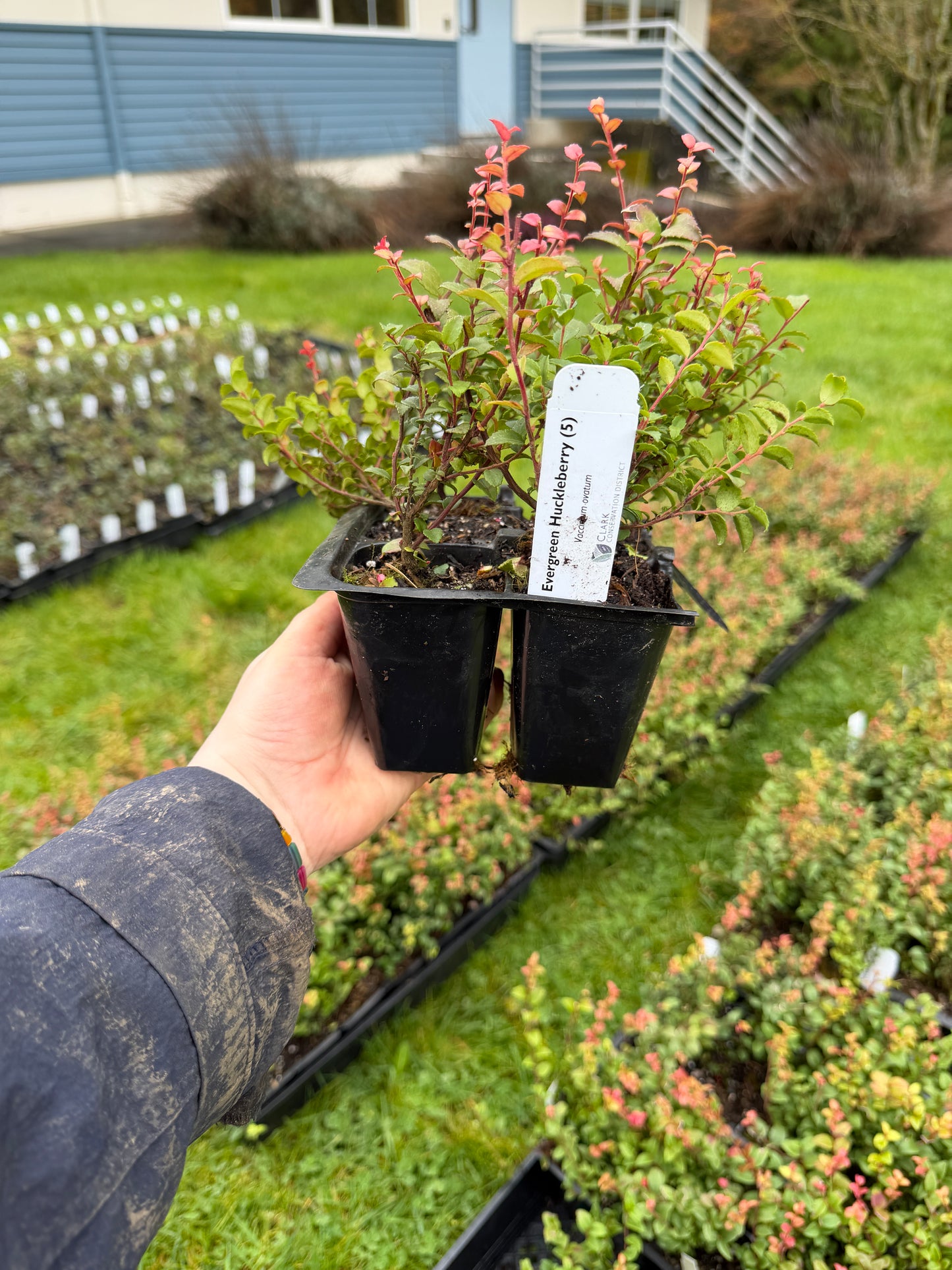 Evergreen Huckleberry – Bundle of 5 Potted Plants