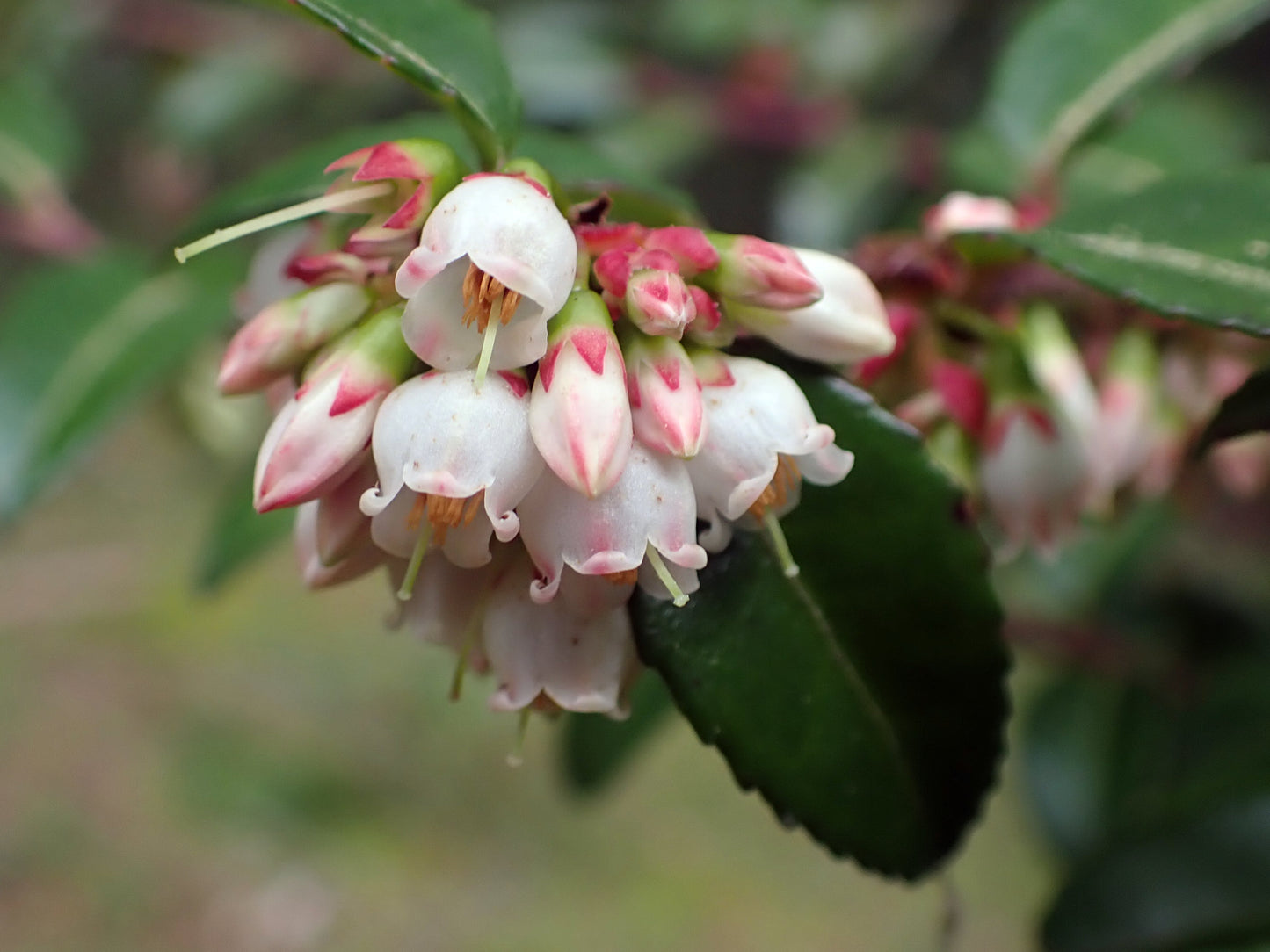Evergreen Huckleberry – Bundle of 5 Potted Plants