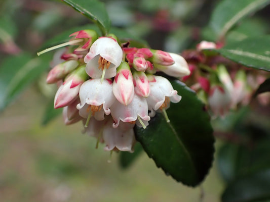 Evergreen Huckleberry – Bundle of 5 Potted Plants