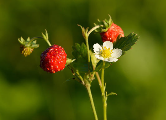 Woods Strawberry—Bundle of 5 Potted Plants