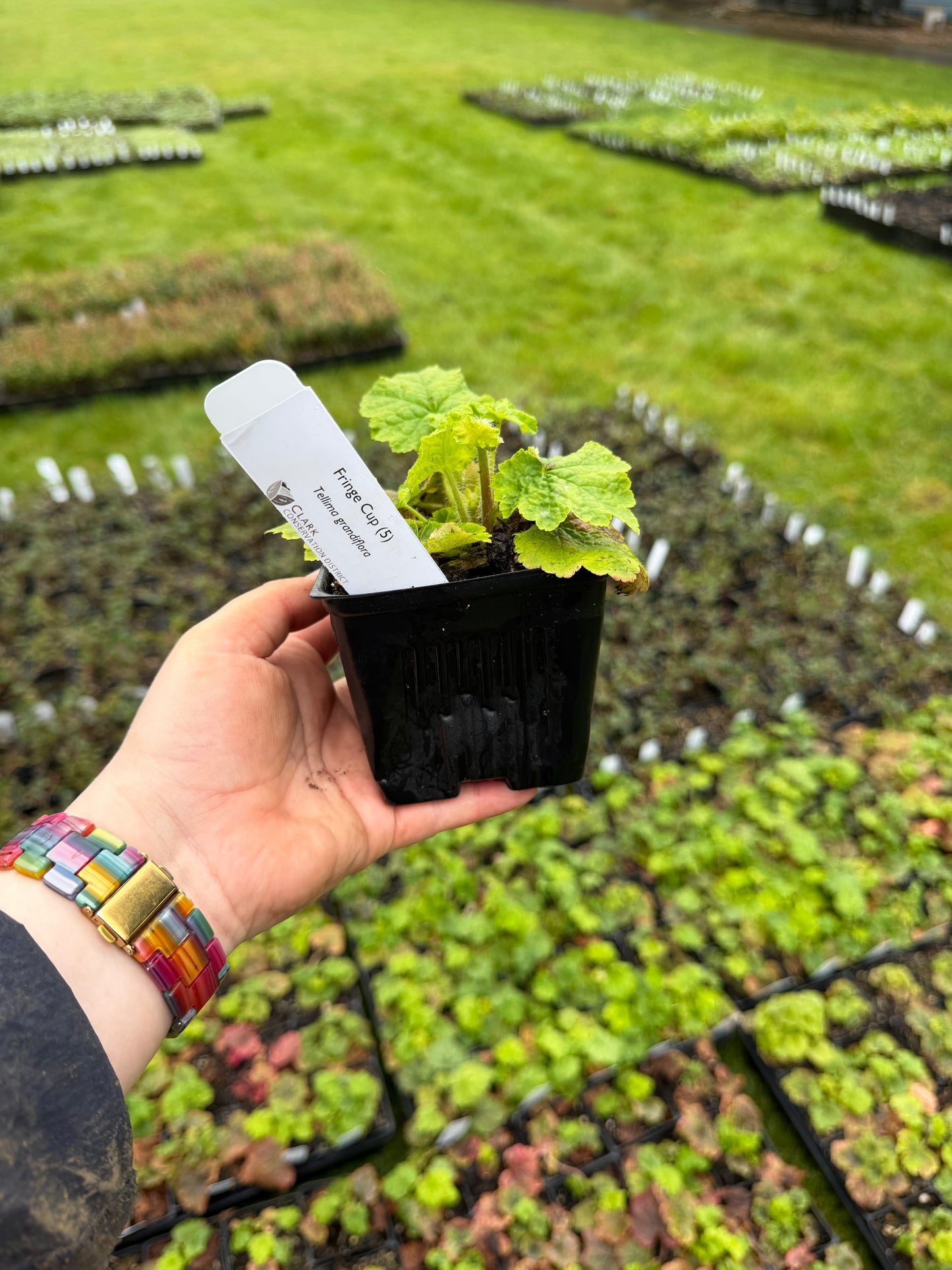Fringe Cup – Bundle of 5 Potted Plants