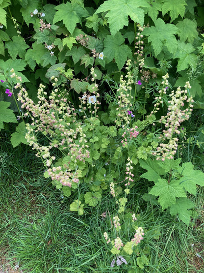 Fringe Cup – Bundle of 5 Potted Plants