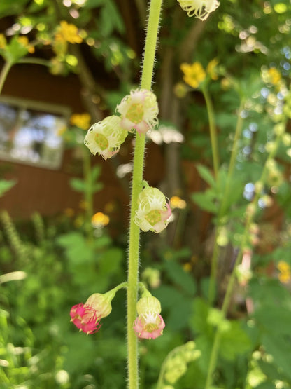 Fringe Cup – Bundle of 5 Potted Plants