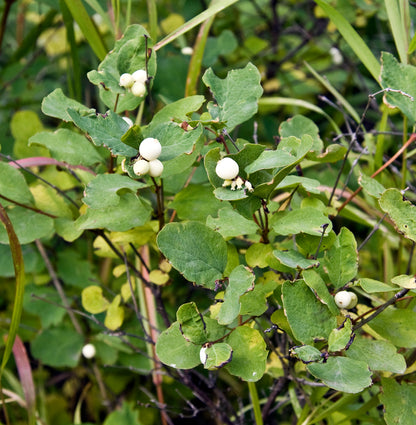 Snowberry – Bundle of 5 Bare Root Plants