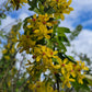 Golden Currant- Bundle of 5 bareroot plants