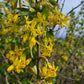 Golden Currant- Bundle of 5 bareroot plants