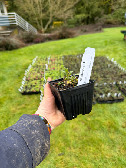 Vara de oro - paquete de 5 plantas a raíz desnuda