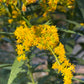 Золотарник – пучок из 5 растений с голой корневой системой.