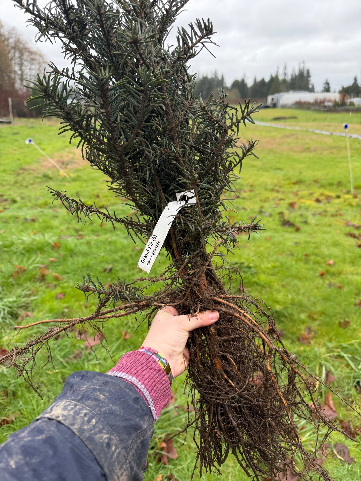 Grand Fir – Bundle of 5 Bare Root Plants