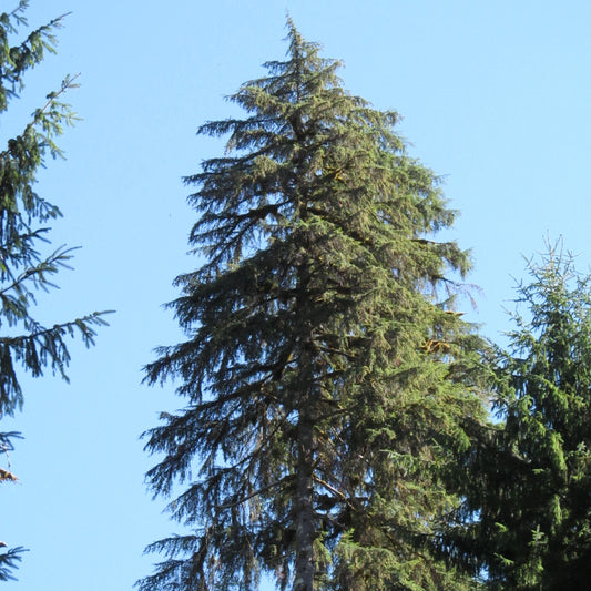 Western Hemlock – Bundle of 5 Bare Root Plants